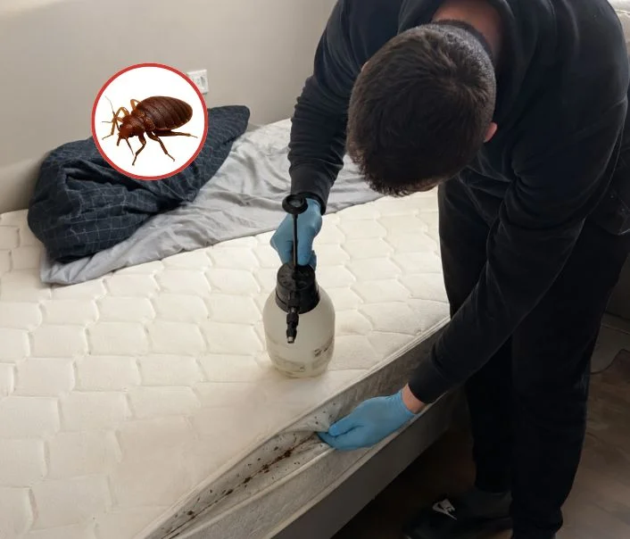 Technicien traitant un matelas contre les punaises de lit à Brières-les-Scellés